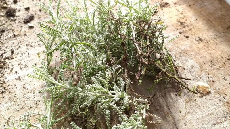 Branches of santolina to propagate - www.dearplants.com