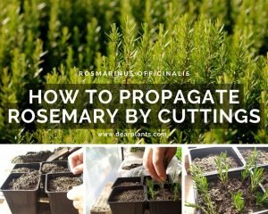 How to propagate rosemary by cuttings - Dear Plants