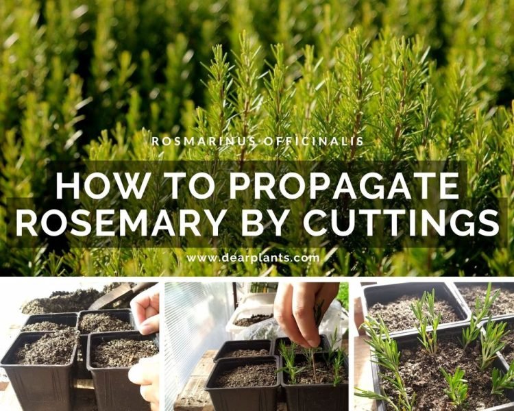 How to propagate rosemary by cuttings - www.dearplants.com