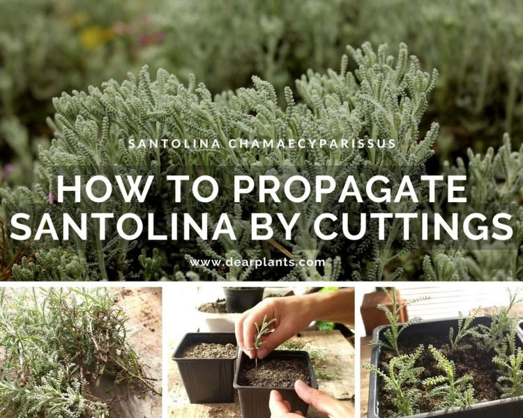 How to propagate santolina by cuttings (Santolina chamaecyparissus) - www.dearplants.com