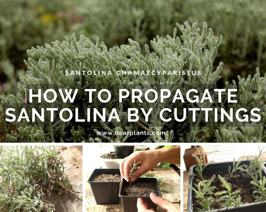 How to propagate santolina by cuttings (Santolina chamaecyparissus) - www.dearplants.com