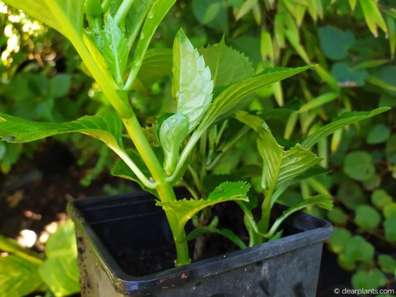Hydrangea cuttings growing in summer - www.dearplants.com