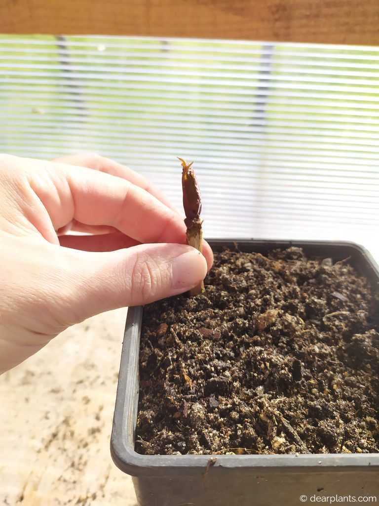 Propagation of hydrangeas by cuttings [100% success]