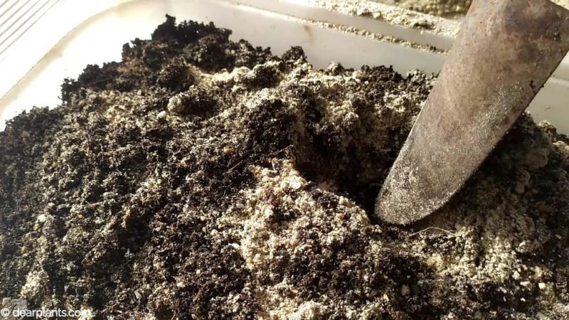 Mix the soil with the sand for cuttings propagation - www.dearplants.com
