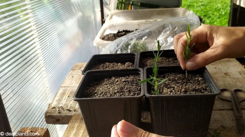 Plant the rosemary cutting in pot - www.dearplants.com