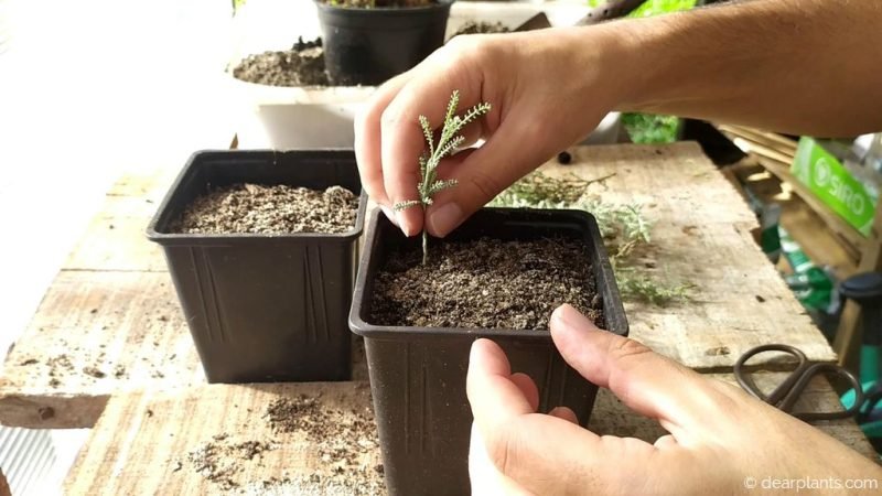 Planting santolina cuttings for propagation - www.dearplants.com
