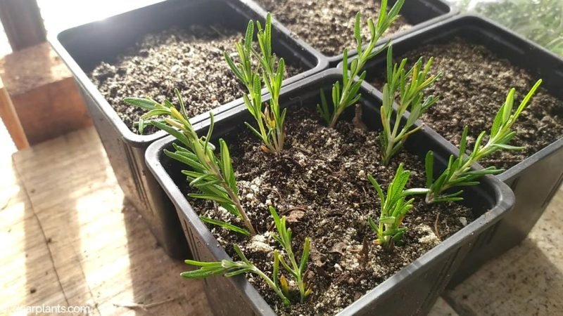 Pot full of planted rosemary cuttings for propagation - www.dearplants.com