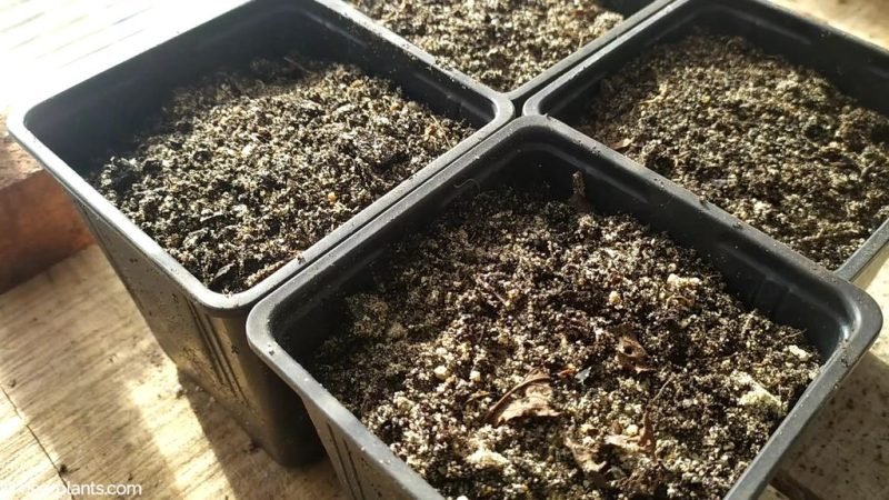 Pots ready to receive the cuttings - www.dearplants.com