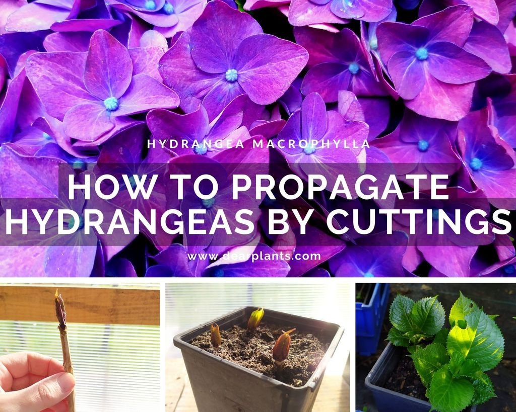 Propagation of hydrangeas by cuttings [100% success] - www.dearplants.com