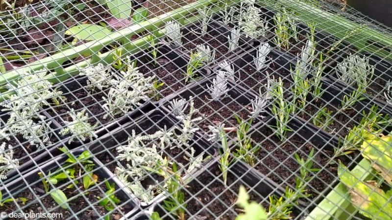 Put the cuttings outside in a protected area - www.dearplants.com