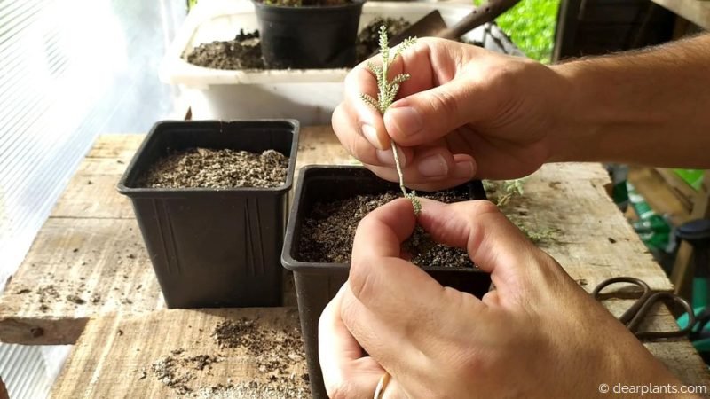 Remove the lower leaves - www.dearplants.com