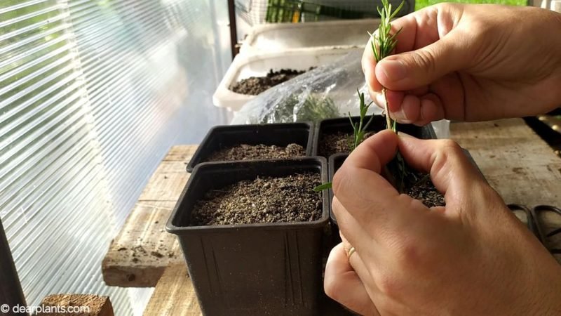 Remove two thirds of leaves - www.dearplants.com