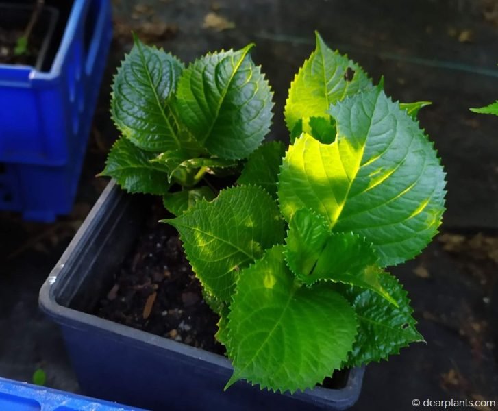 Rooted hydrangea cuttings growing - www.dearplants.com