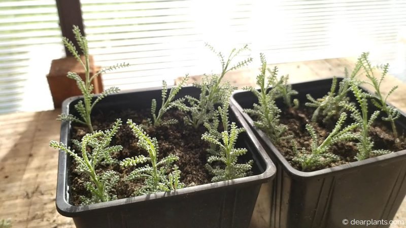 Santolina cuttings planted and ready to root - www.dearplants.com