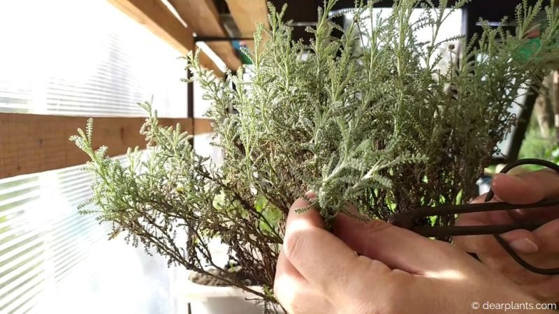 Take santolina branches - www.dearplants.com
