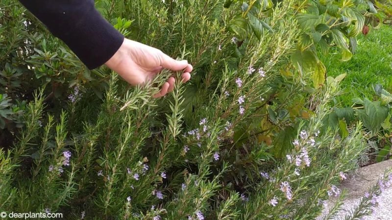 Take the rosemary cuttings from the original plant - www.dearplants.com