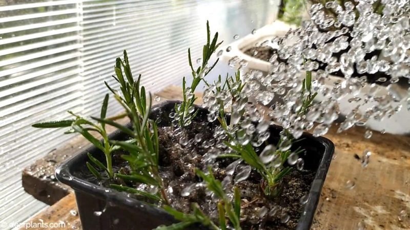 Watering the cuttings - www.dearplants.com