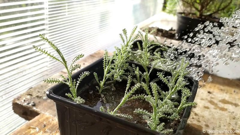 Watering the santolina cuttings - www.dearplants.com