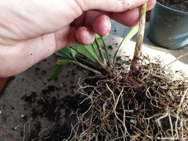 Carefully we separate the new plant - www.dearplants.com