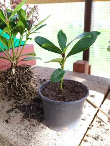 Divided skimmia is planted individually - www.dearplants.com