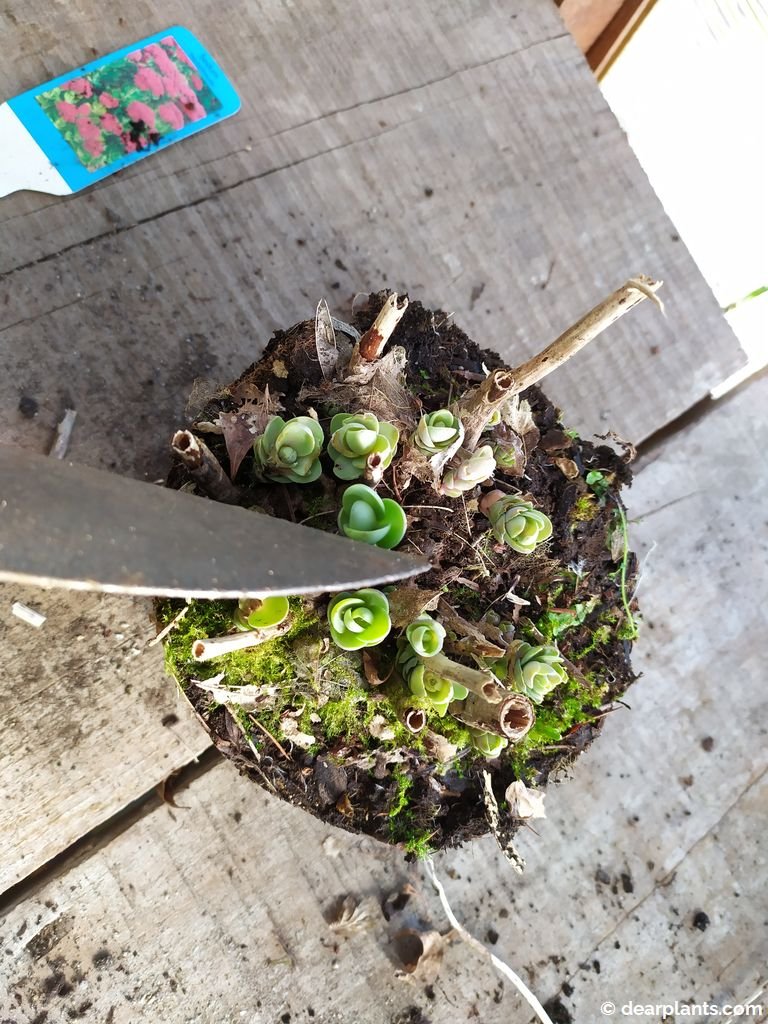 How to divide Sedum 'Autumn Joy' ('Herbstfreude') Dear Plants