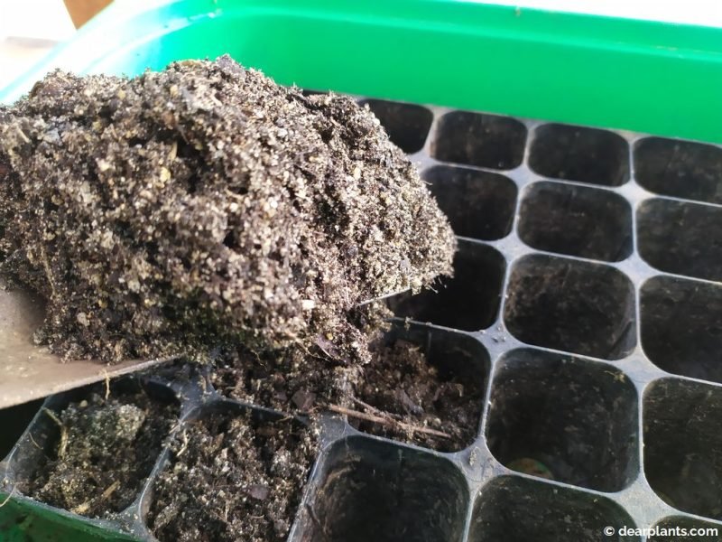 Fill the seed tray with germination compost - www.dearplants.com