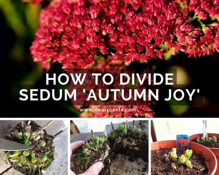 How to divide Sedum 'Autumn Joy' ('Herbstfreude') - www.dearplants.com