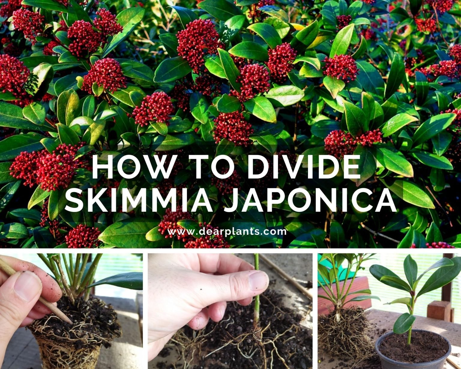 How to divide skimmia japonica Dear Plants