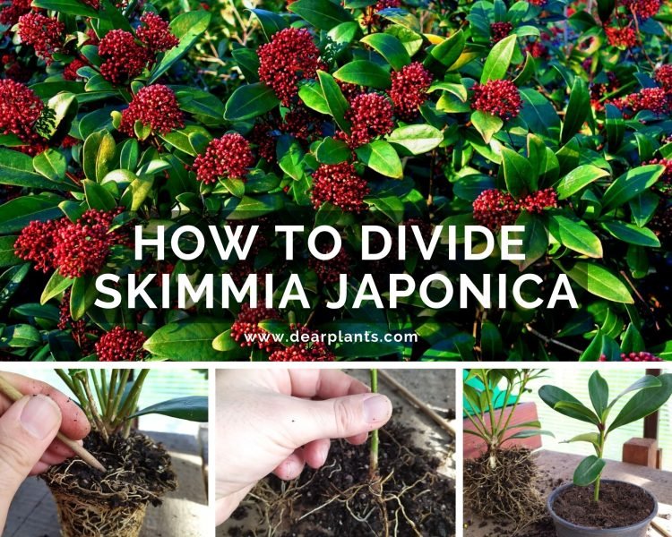 How to divide skimmia japonica - www.dearplants.com