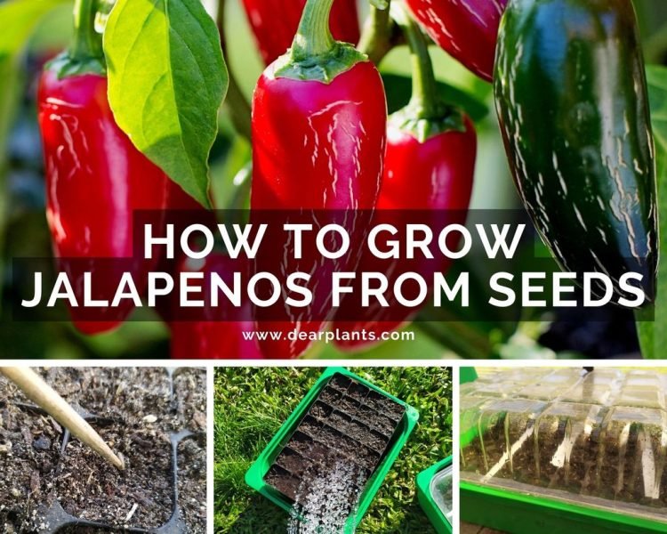 How to grow jalapenos from seeds - www.dearplants.com