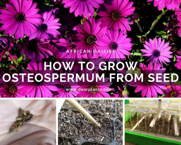 How to grow osteospermum from seed - african daisies or cape daisies - www.dearplants.com