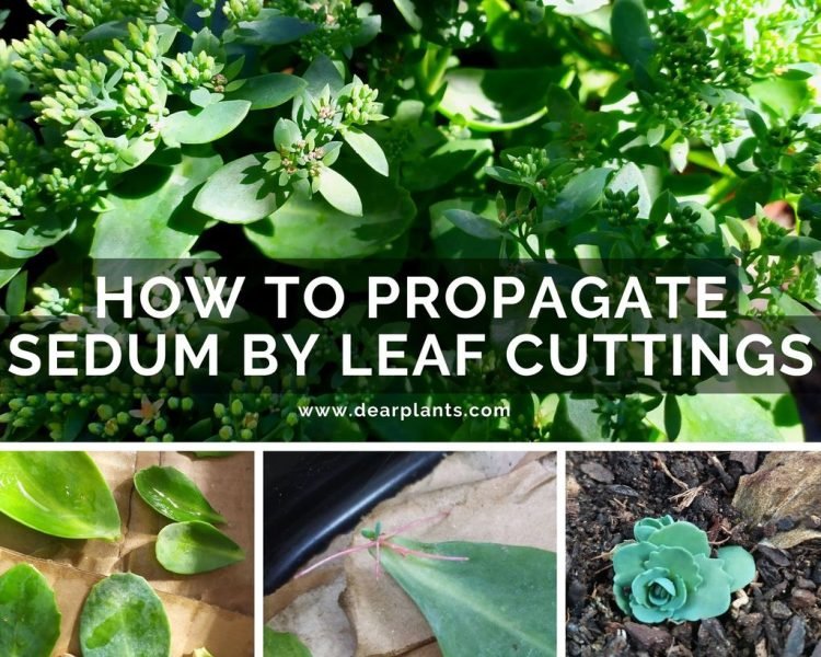 How to propagate Sedum by leaf cuttings - www.dearplants.com