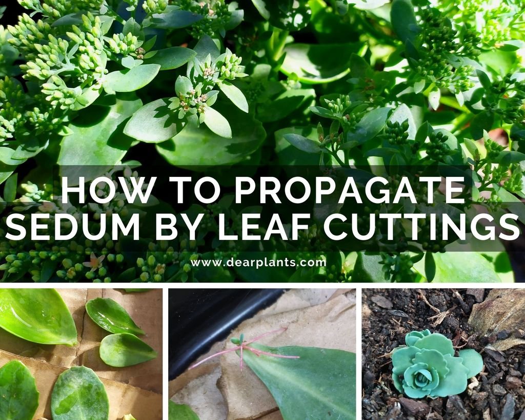 How to propagate Sedum by leaf cuttings - www.dearplants.com