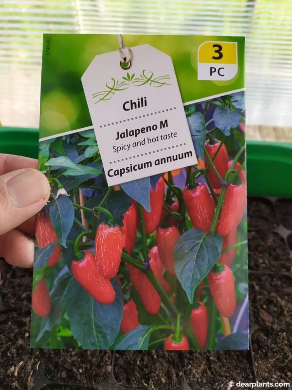 How to grow jalapenos from seeds Dear Plants