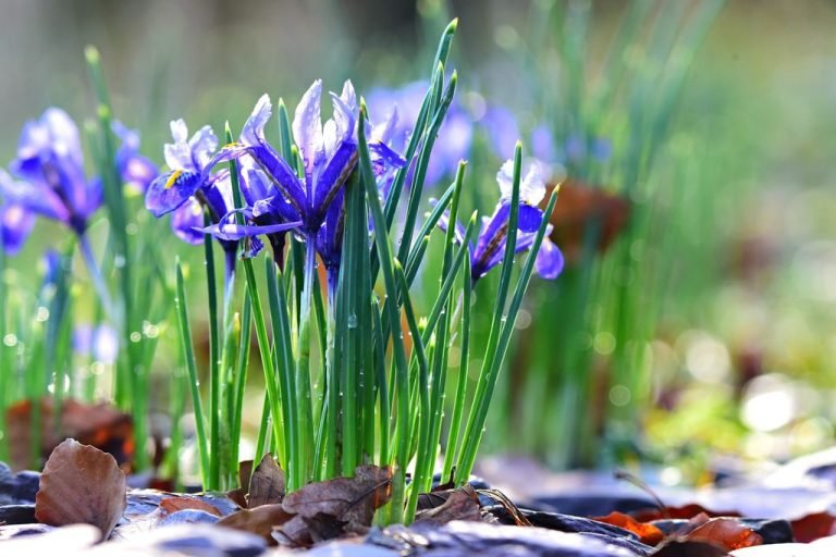 Jobs to do in February in the garden - Iris reticulata - www.dearplants.com