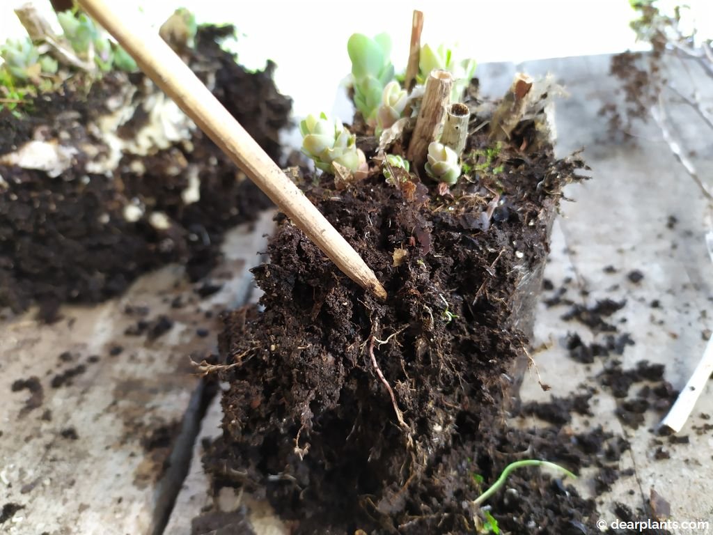 How to divide Sedum 'Autumn Joy' ('Herbstfreude') Dear Plants