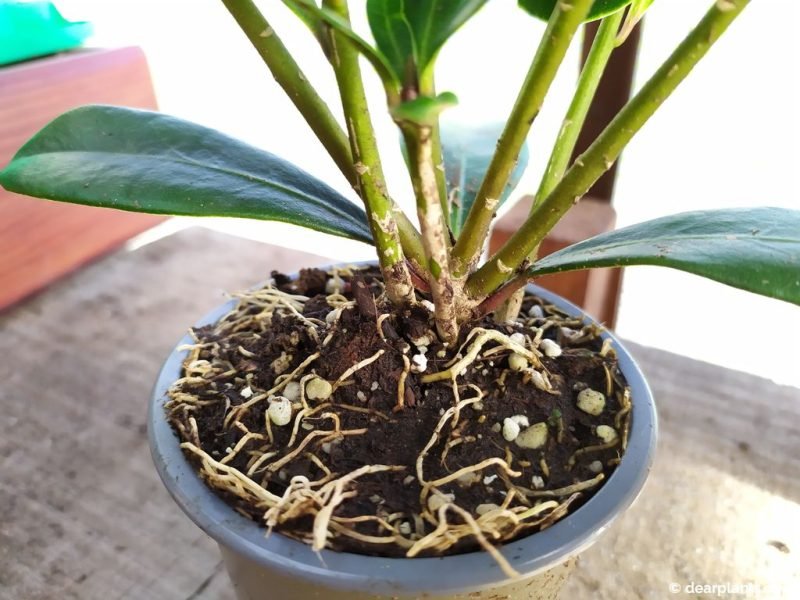 Many shoots near the base of the skimmia plant - www.dearplants.com