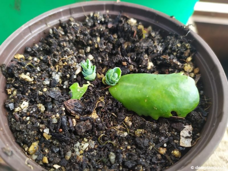 New sedum plant propagated through a leaf - www.dearplants.com
