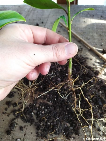 New shoot of skimmia separated with roots, ready to plant - www.dearplants.com