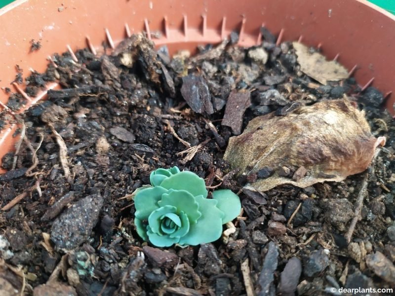 Original sedum leaf eventually dries up and dies - www.dearplants.com