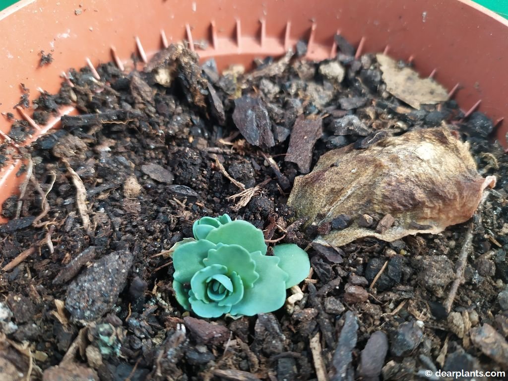 How to propagate Sedum by leaf cuttings Dear Plants