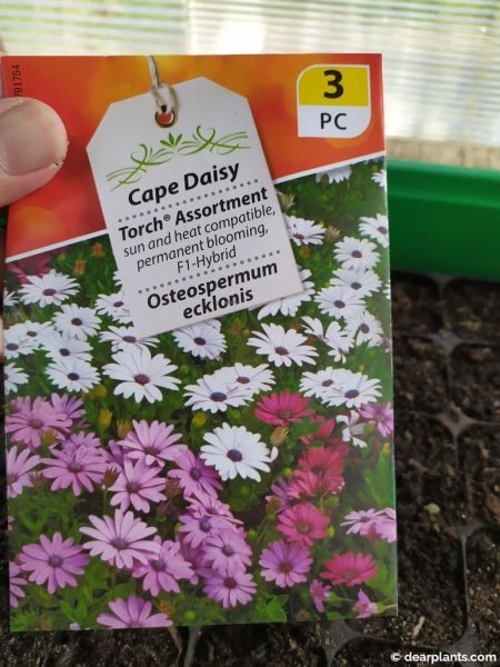 Packet of osteospermum seeds - african daisies or cape daisies - www.dearplants.com