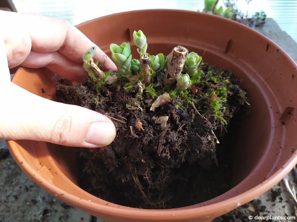 How to divide Sedum 'Autumn Joy' ('Herbstfreude') Dear Plants