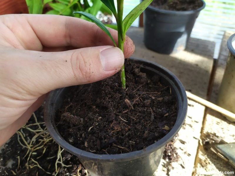 Plant the new skimmia in a small pot - www.dearplants.com