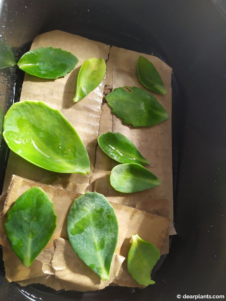 How to propagate Sedum by leaf cuttings Dear Plants