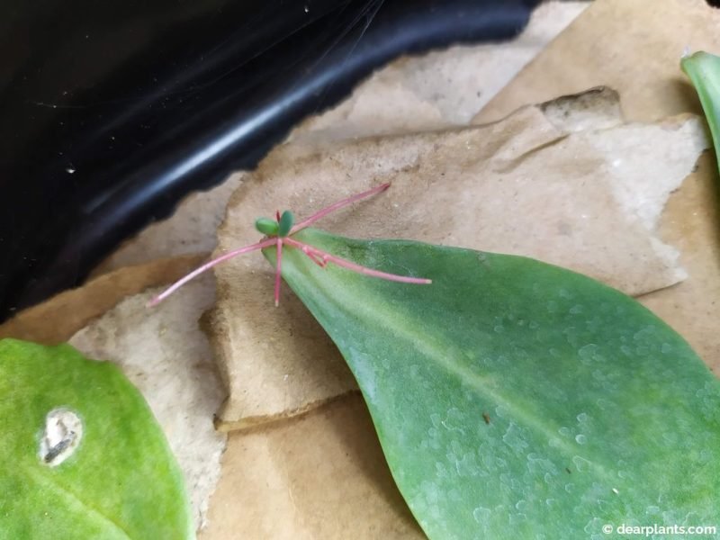 Roots emerging and small plant forming on a sedum leaf - www.dearplants.com