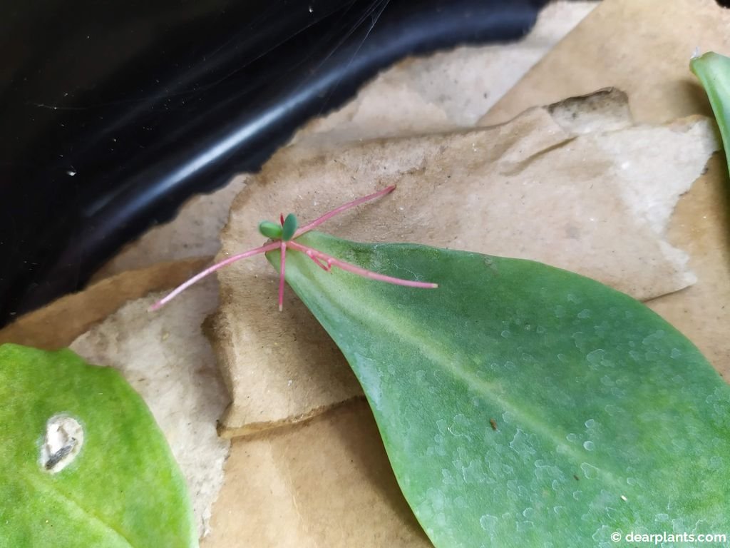 How to propagate Sedum by leaf cuttings Dear Plants