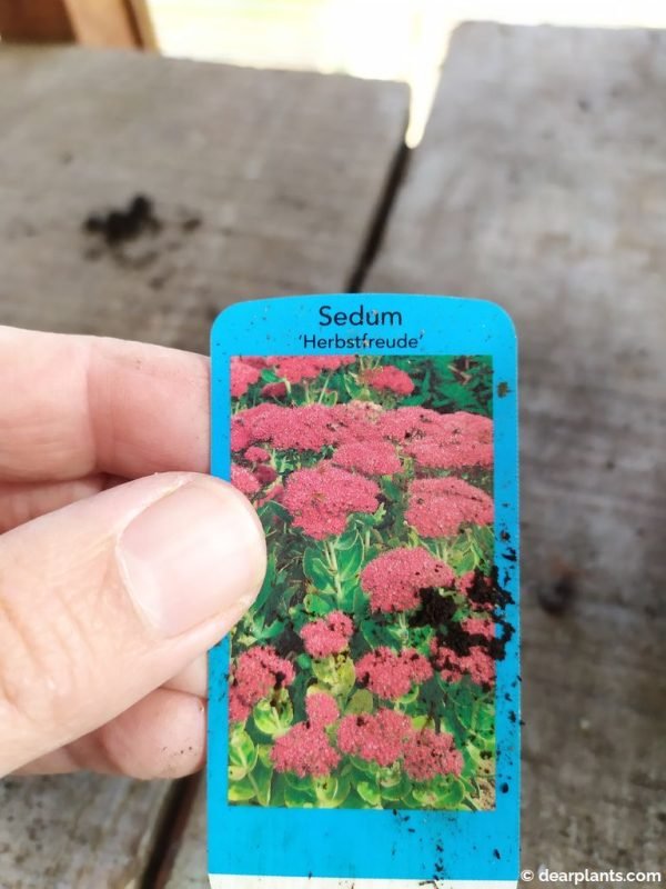 How to divide Sedum 'Autumn Joy' ('Herbstfreude') Dear Plants