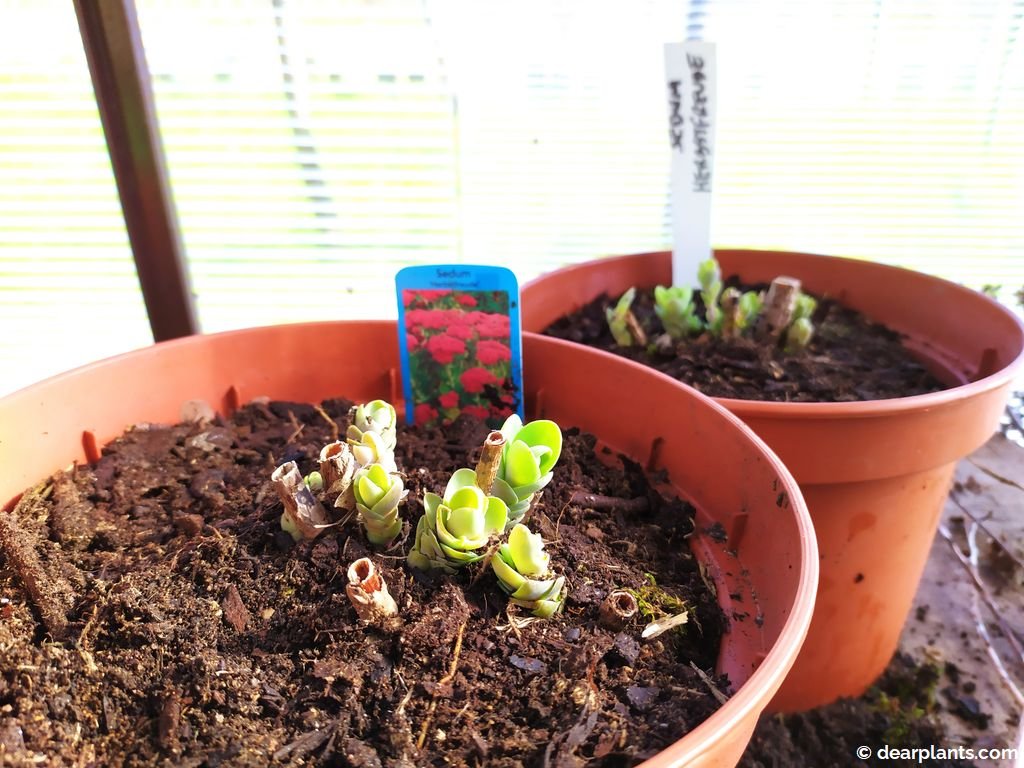 How to divide Sedum 'Autumn Joy' ('Herbstfreude') Dear Plants