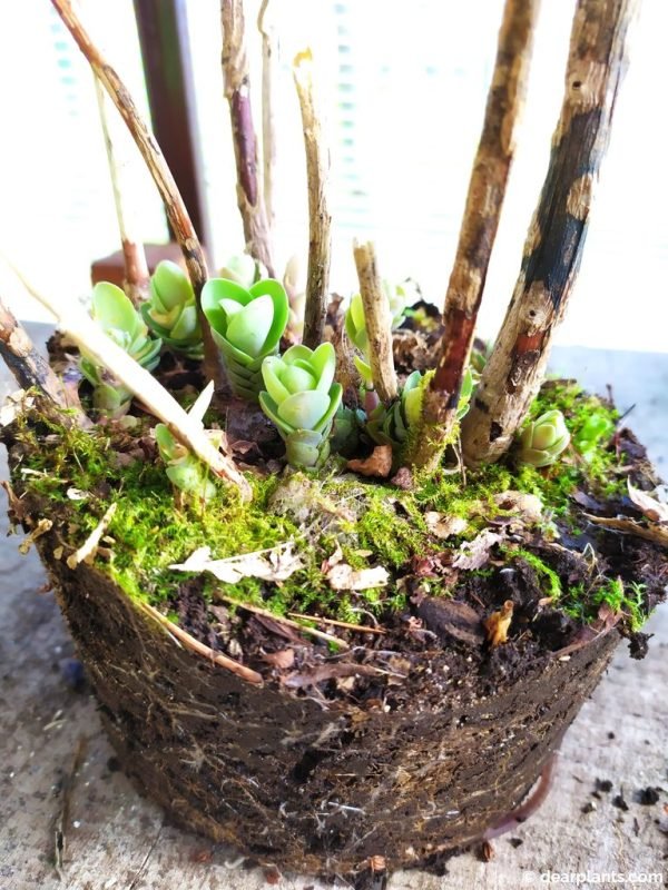 How to divide Sedum 'Autumn Joy' ('Herbstfreude') Dear Plants